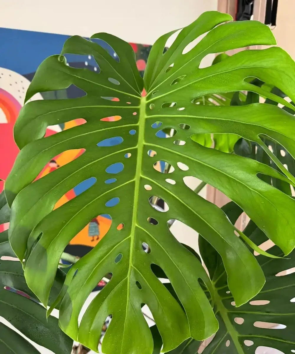 龜背芋11月進入靜養期!牢記「5不」,不黃葉不腐根,呼呼冒芽
