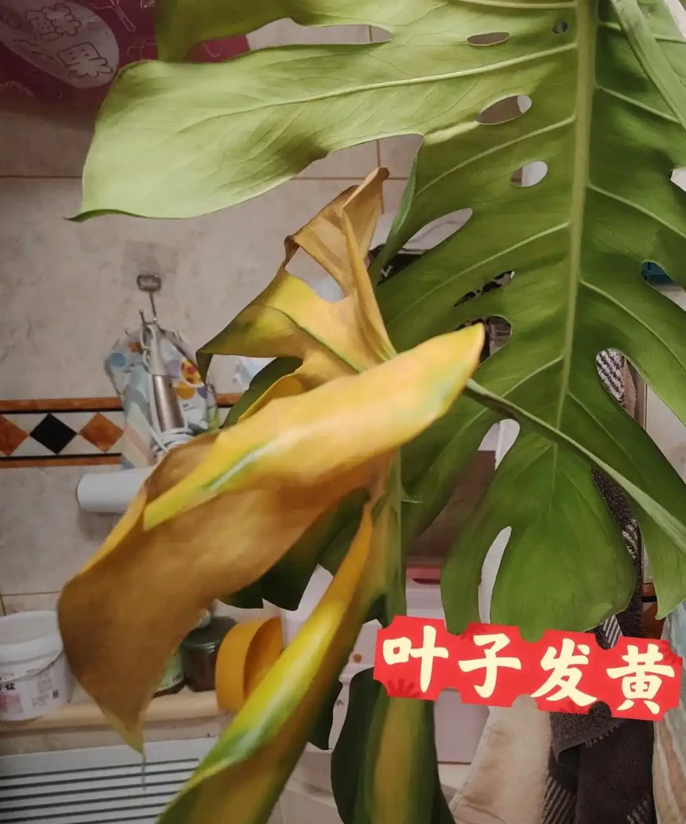 龜背芋11月進入靜養期!牢記「5不」,不黃葉不腐根,呼呼冒芽