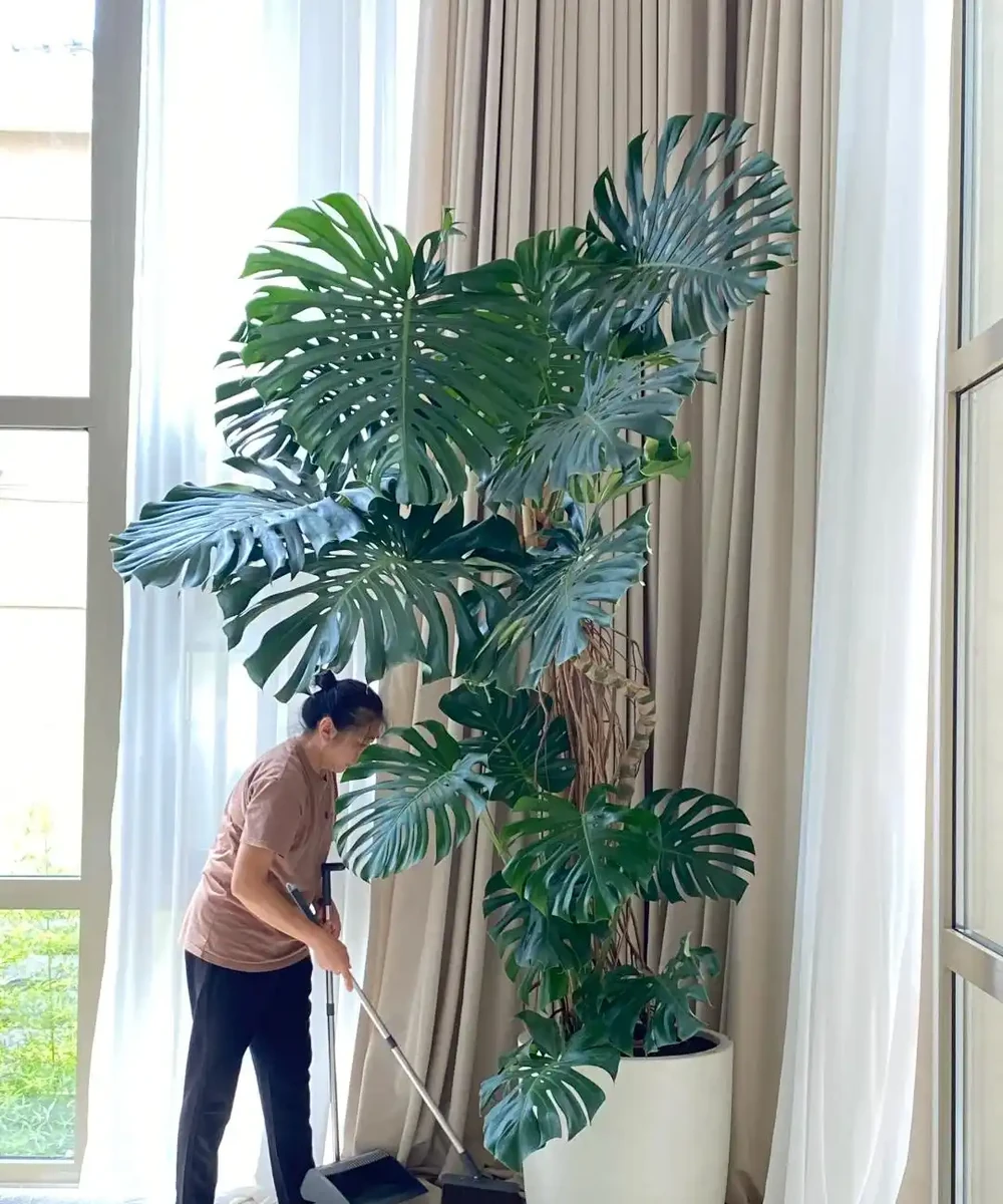 龜背芋11月進入靜養期!牢記「5不」,不黃葉不腐根,呼呼冒芽