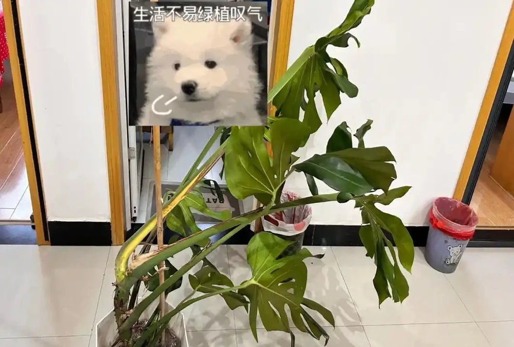 龜背芋11月進入靜養期!牢記「5不」,不黃葉不腐根,呼呼冒芽