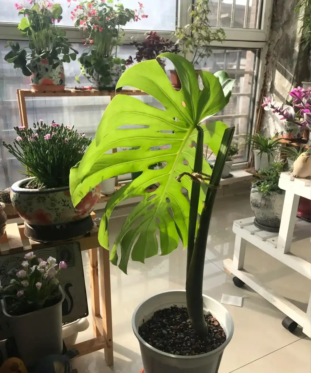 龜背芋11月進入靜養期!牢記「5不」,不黃葉不腐根,呼呼冒芽