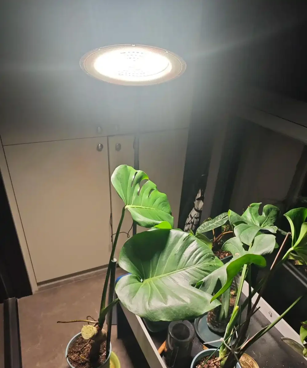 龜背芋11月進入靜養期!牢記「5不」,不黃葉不腐根,呼呼冒芽