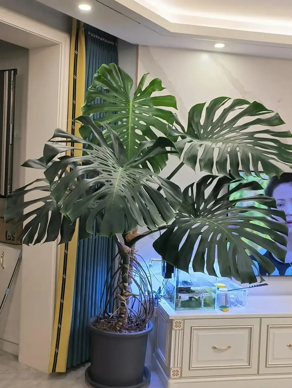 龜背芋11月進入靜養期!牢記「5不」,不黃葉不腐根,呼呼冒芽