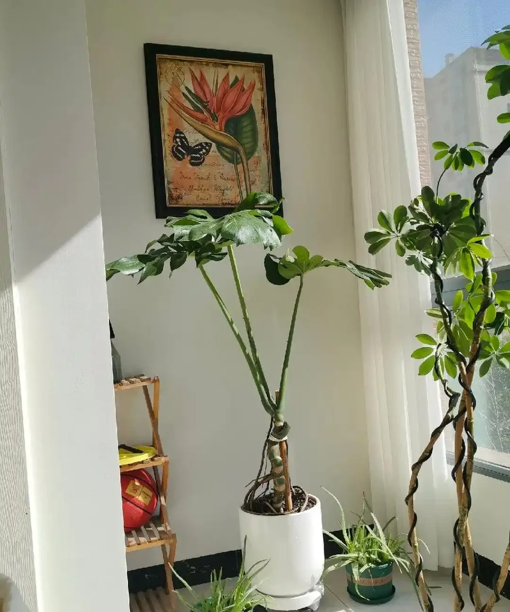 龜背芋11月進入靜養期!牢記「5不」,不黃葉不腐根,呼呼冒芽