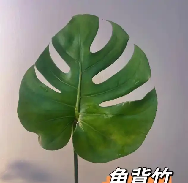 龜背芋11月進入靜養期!牢記「5不」,不黃葉不腐根,呼呼冒芽