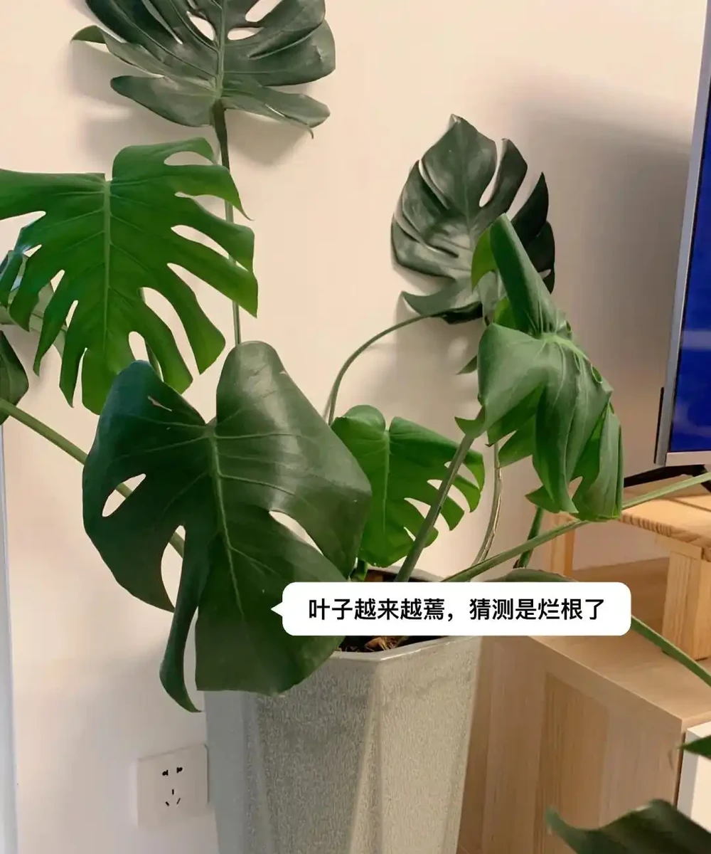 龜背芋11月進入靜養期!牢記「5不」,不黃葉不腐根,呼呼冒芽