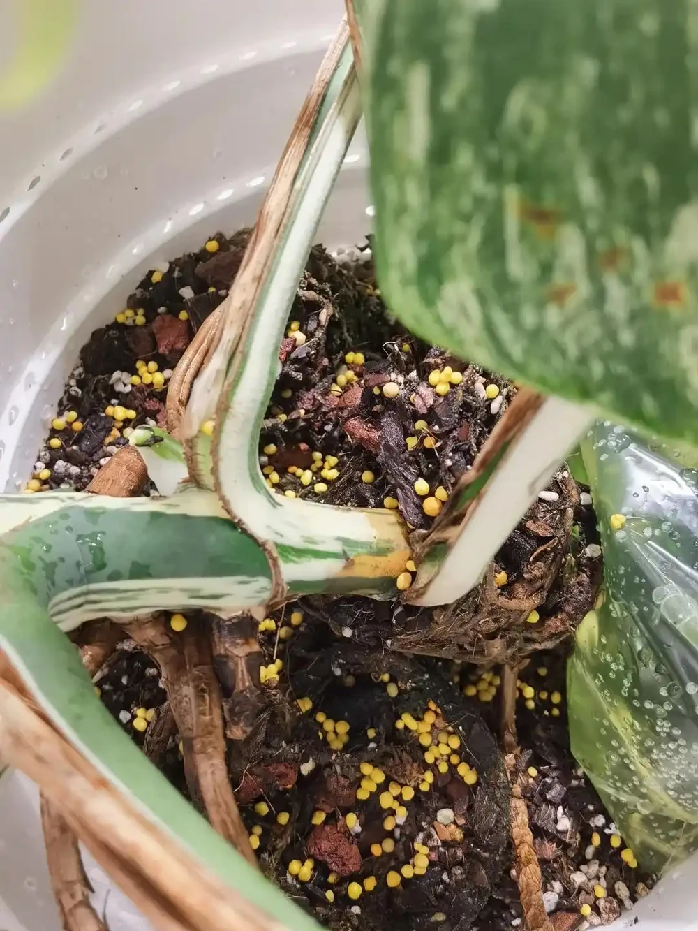 龜背芋11月進入靜養期!牢記「5不」,不黃葉不腐根,呼呼冒芽