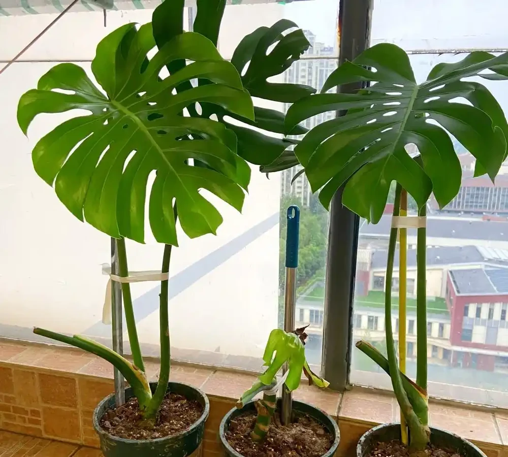 龜背芋11月進入靜養期!牢記「5不」,不黃葉不腐根,呼呼冒芽