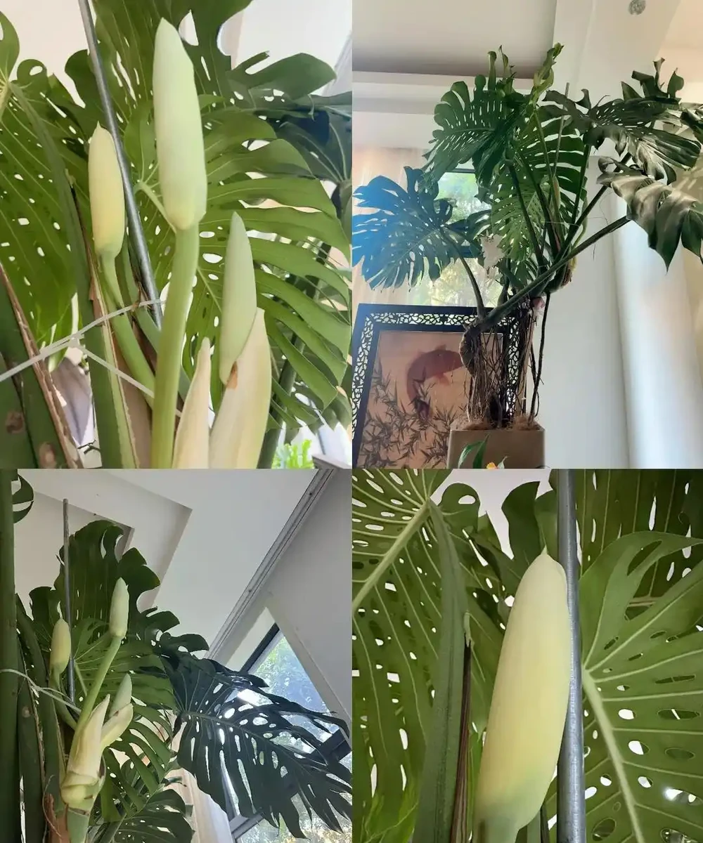 龜背芋11月進入靜養期!牢記「5不」,不黃葉不腐根,呼呼冒芽