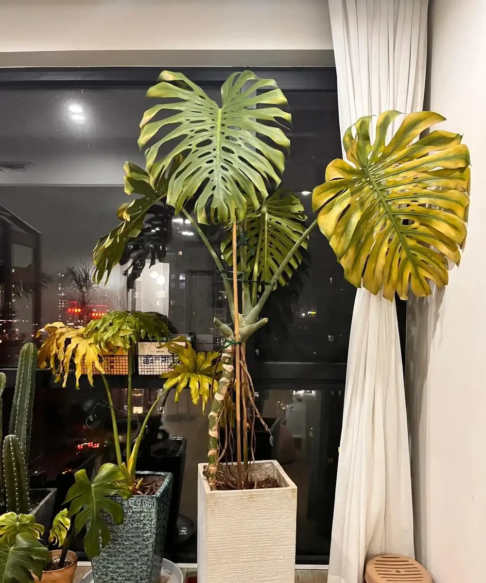 龜背芋11月進入靜養期!牢記「5不」,不黃葉不腐根,呼呼冒芽