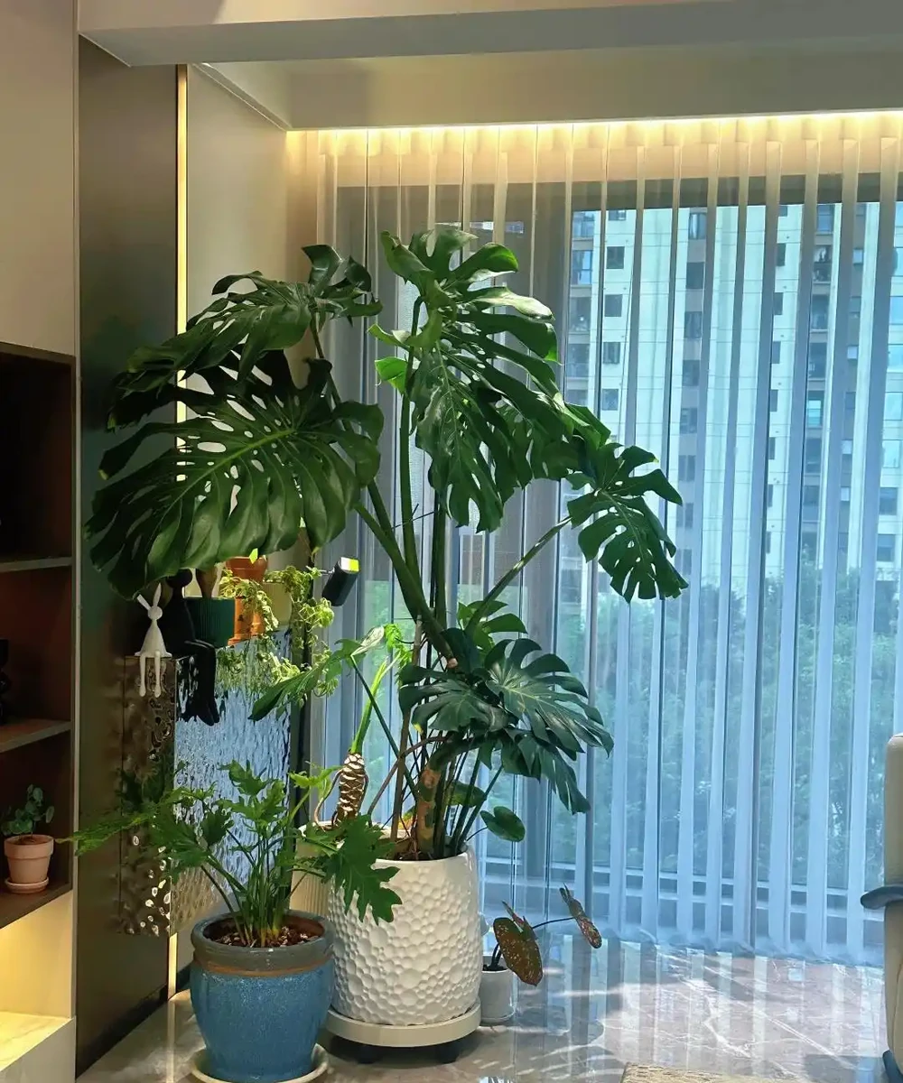 龜背芋11月進入靜養期!牢記「5不」,不黃葉不腐根,呼呼冒芽