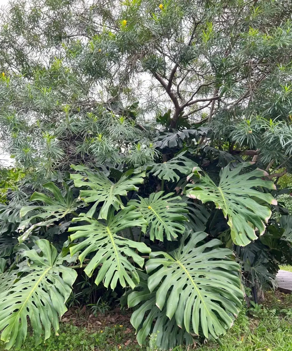 龜背芋11月進入靜養期!牢記「5不」,不黃葉不腐根,呼呼冒芽