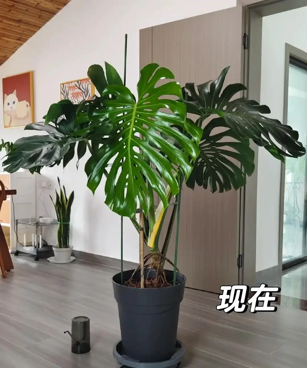 龜背芋11月進入靜養期!牢記「5不」,不黃葉不腐根,呼呼冒芽