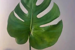 龜背芋11月進入靜養期！牢記「5不」，不黃葉不腐根，呼呼冒芽