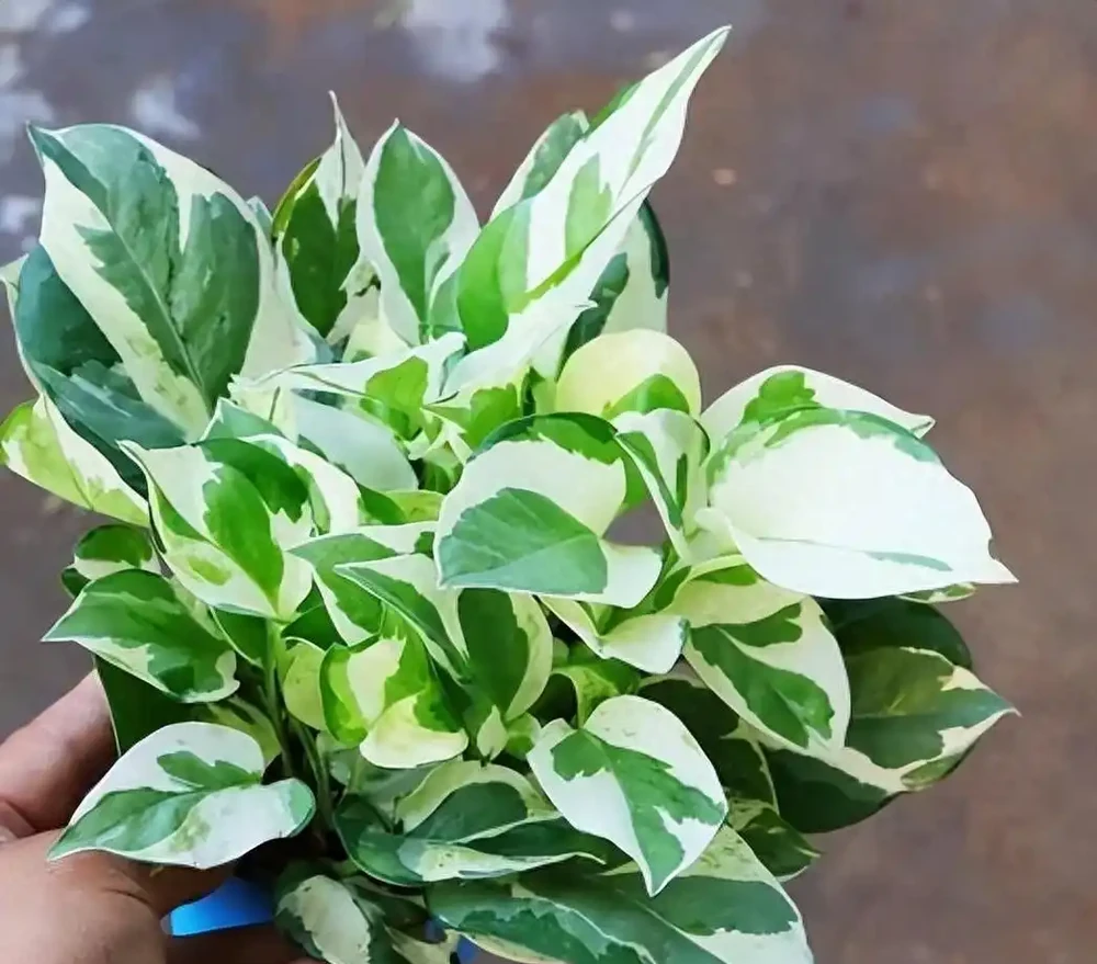 高顏值白金葛養護指南:間接光+控水=斑紋永駐
