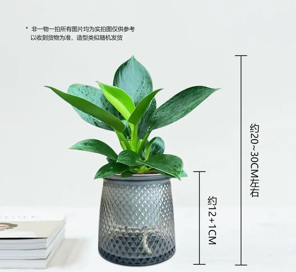 金鑽綠公主,堪稱綠植界「長壽冠軍」,一盆能養十年,無需費心照料,還能高效淨化空氣,顏值超高超養眼