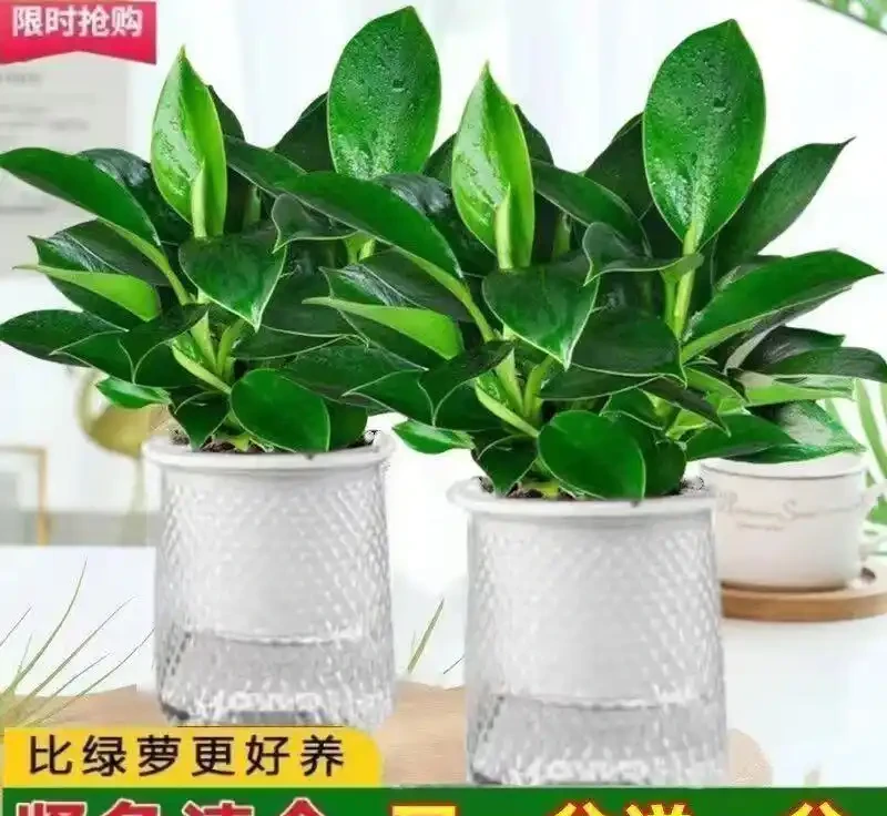 金鑽綠公主,堪稱綠植界「長壽冠軍」,一盆能養十年,無需費心照料,還能高效淨化空氣,顏值超高超養眼