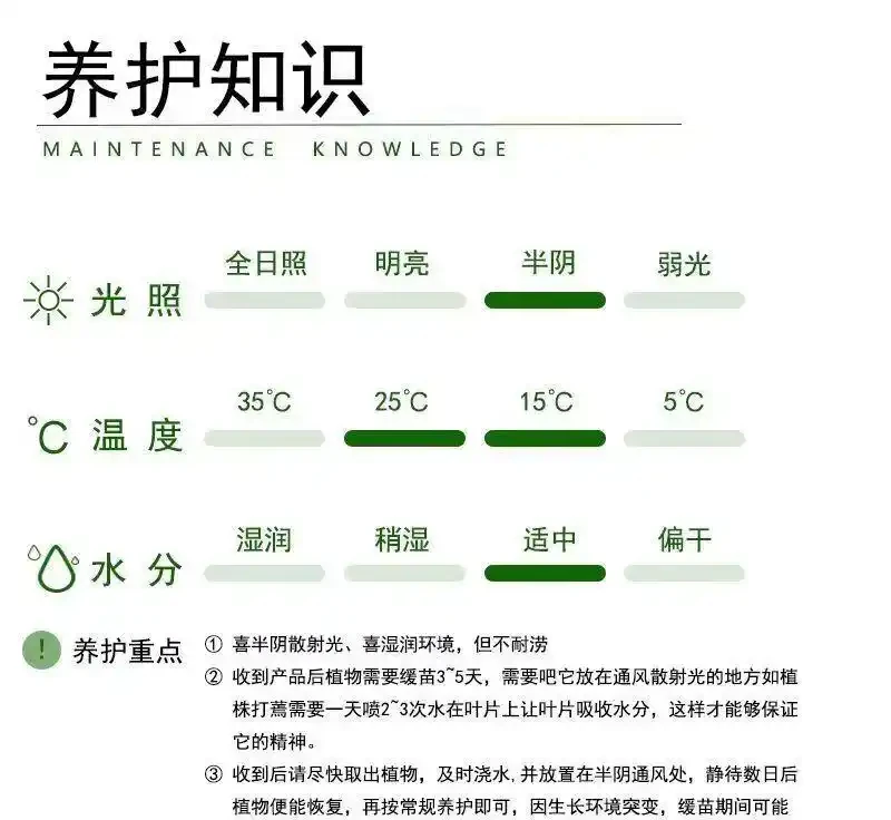 金鑽綠公主,堪稱綠植界「長壽冠軍」,一盆能養十年,無需費心照料,還能高效淨化空氣,顏值超高超養眼