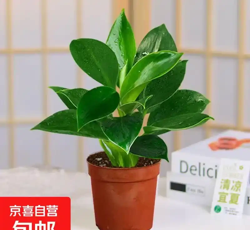 金鑽綠公主,堪稱綠植界「長壽冠軍」,一盆能養十年,無需費心照料,還能高效淨化空氣,顏值超高超養眼