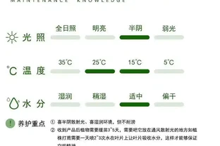 金鑽綠公主，堪稱綠植界「長壽冠軍」，一盆能養十年，無需費心照料，還能高效淨化空氣，顏值超高超養眼