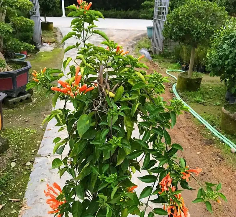 四季青翠綻芳華:探尋常綠開花爬藤的浪漫傳奇