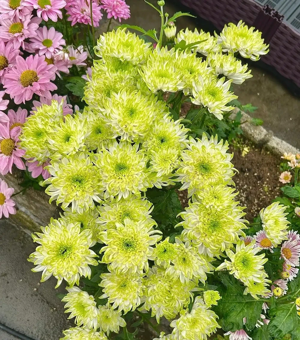 地植不擇土壤,盆栽要疏鬆透氣