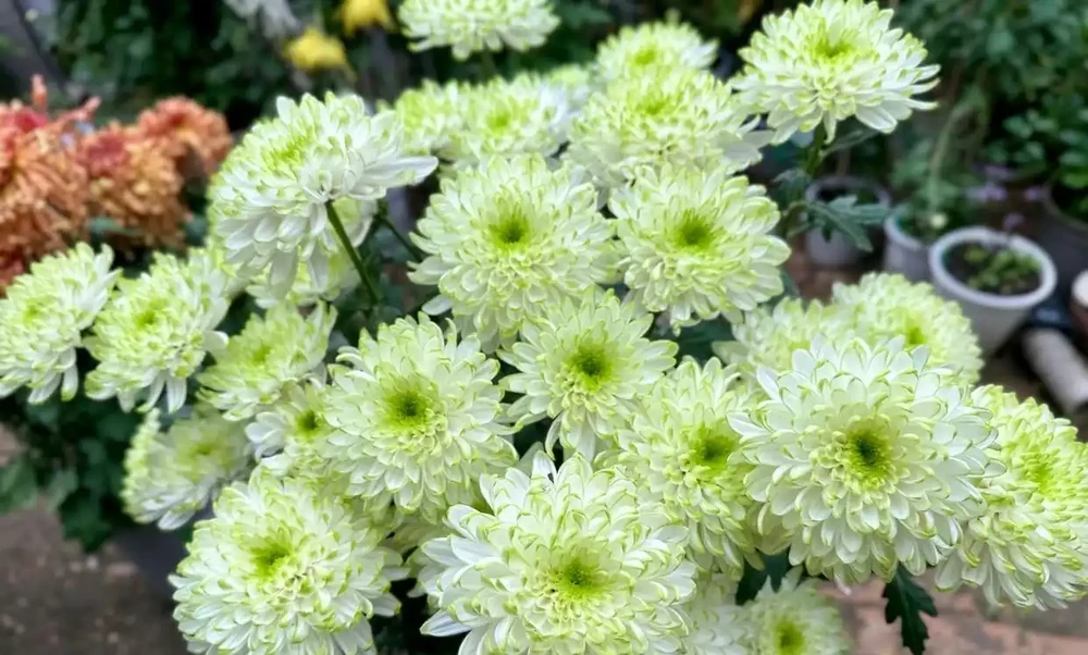 開花很勤奮