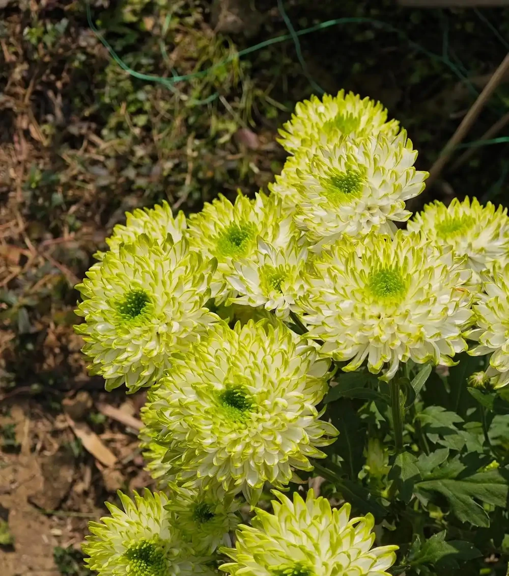 花朵長這樣