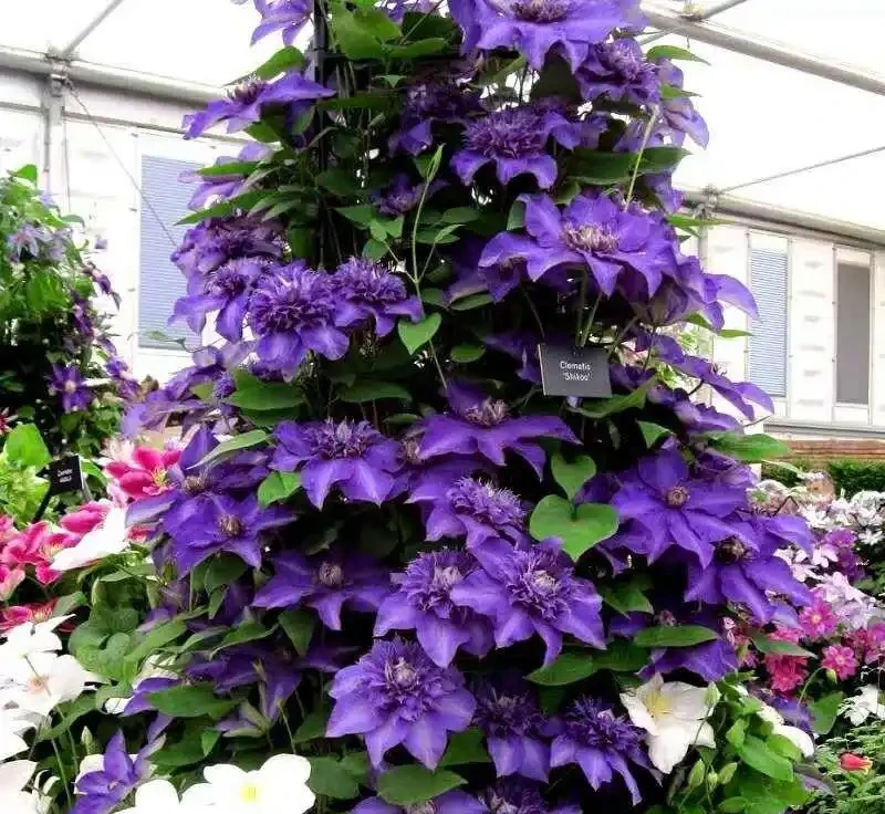 四季青翠綻芳華:探尋常綠開花爬藤的浪漫傳奇