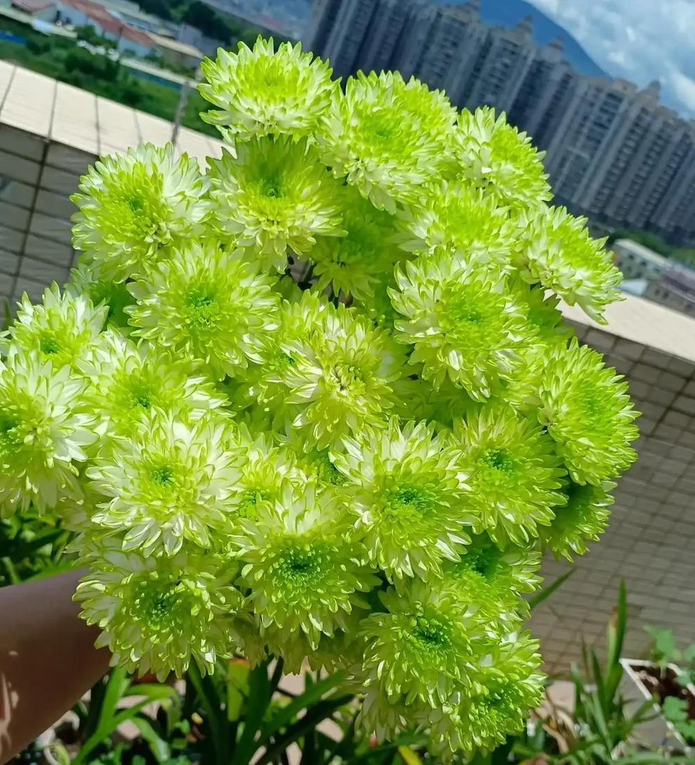 幫你實現「切花自由」