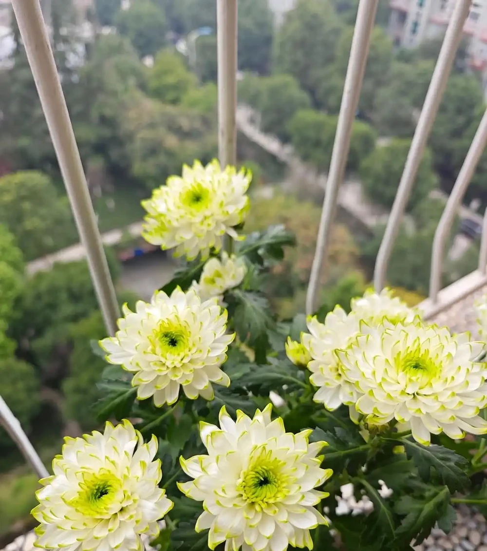 陽臺可養