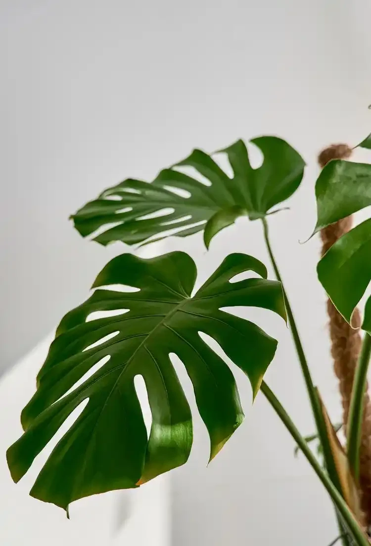 龜背芋澆水的正確方法:告別腐根與乾枯,養出濃綠大葉片