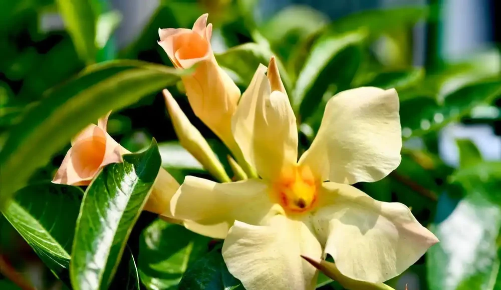四季青翠綻芳華:探尋常綠開花爬藤的浪漫傳奇