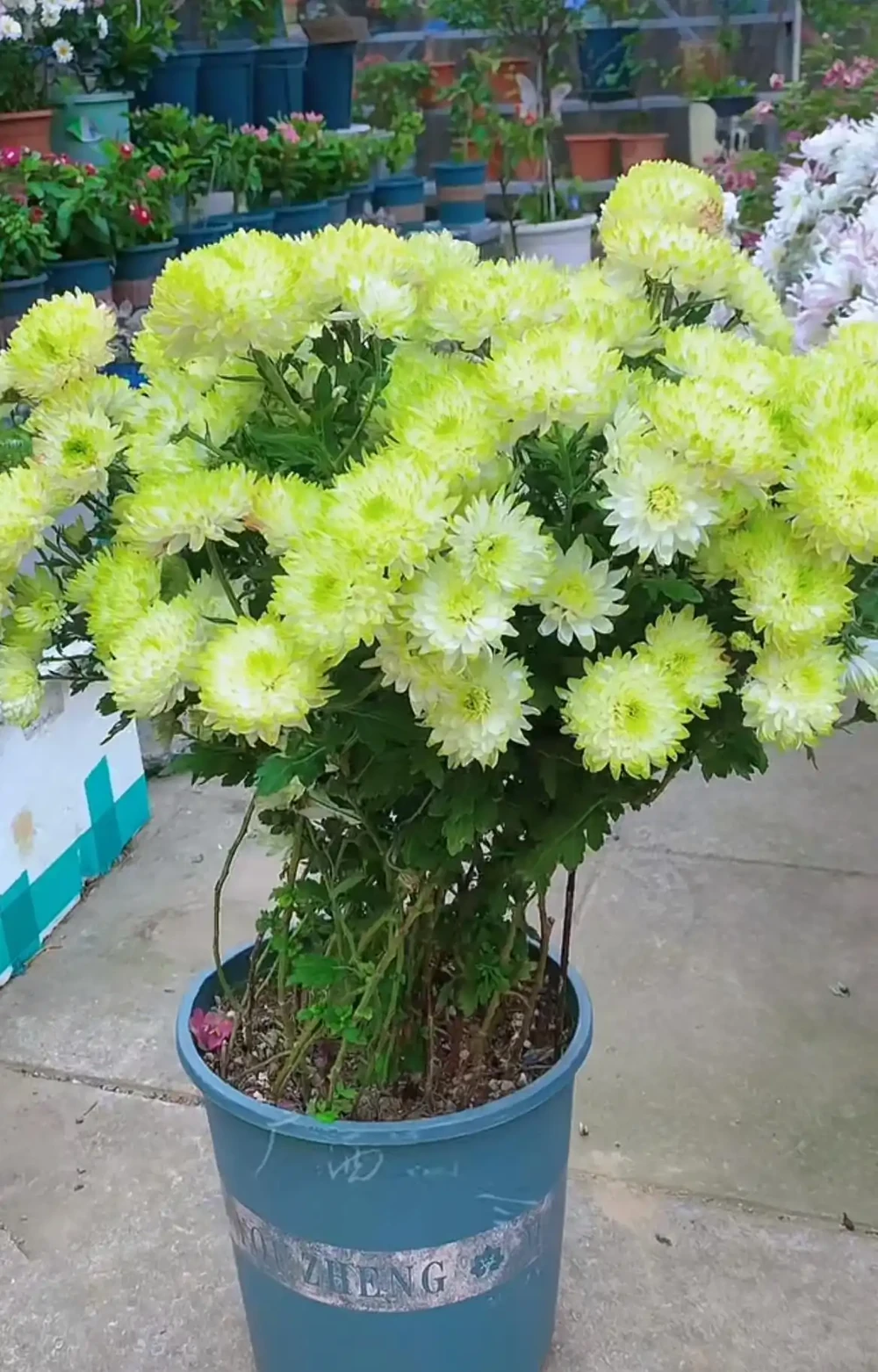 植株長這樣