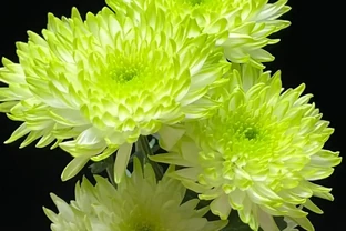 綠色植物「天花板」，美出「天際」，開花期又長，仍是「冷門」植物