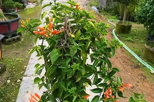 四季青翠綻芳華：探尋常綠開花爬藤的浪漫傳奇