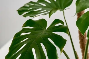 龜背芋澆水的正確方法：告別腐根與乾枯，養出濃綠大葉片