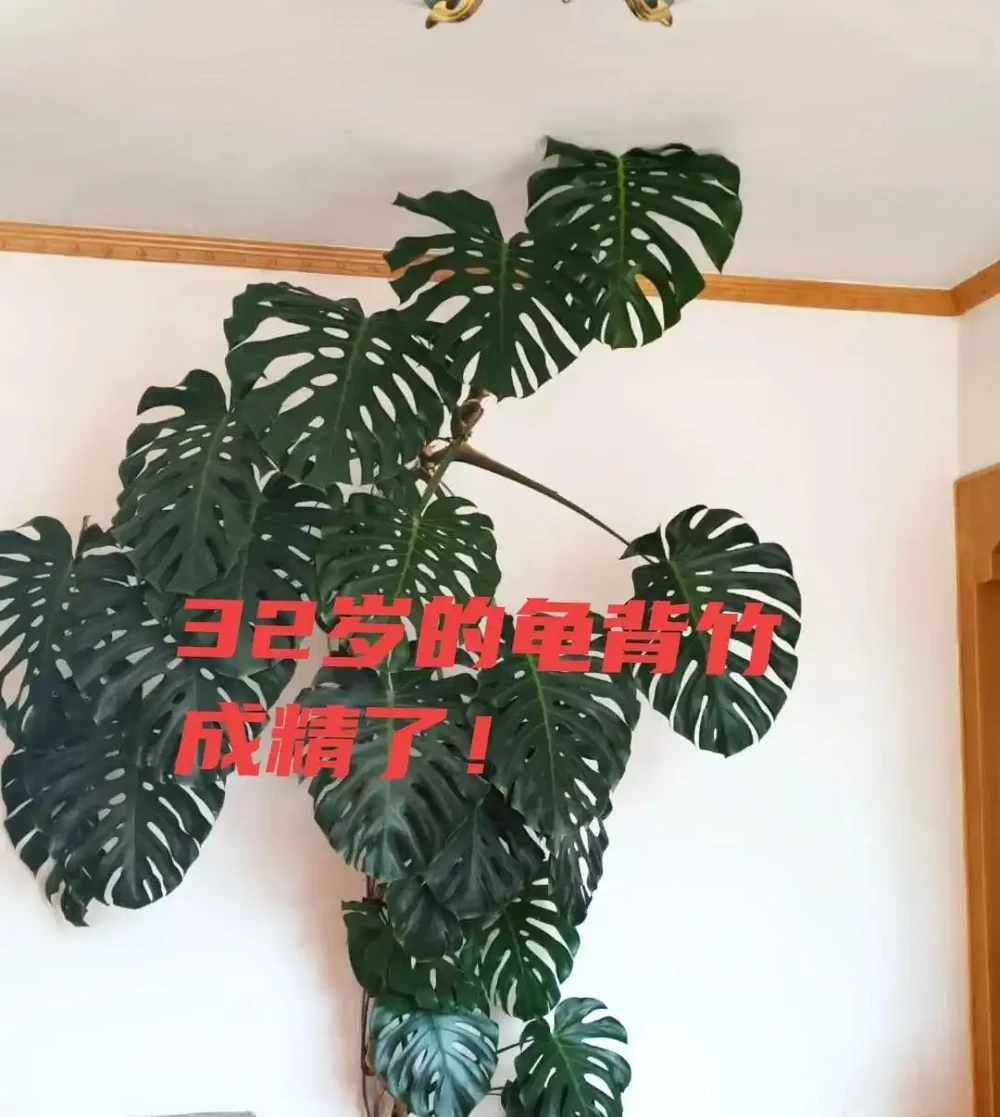 女子曬朋友「32歲的龜背芋樹」，太壯觀了，網友：厲害，成精了！