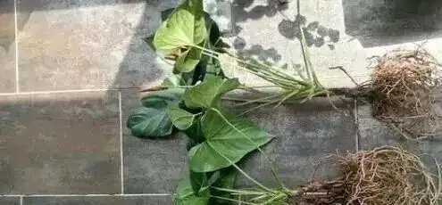 火鶴花葉子發黃別扔!花農教我3個救命訣竅,第3招讓花店老闆急眼