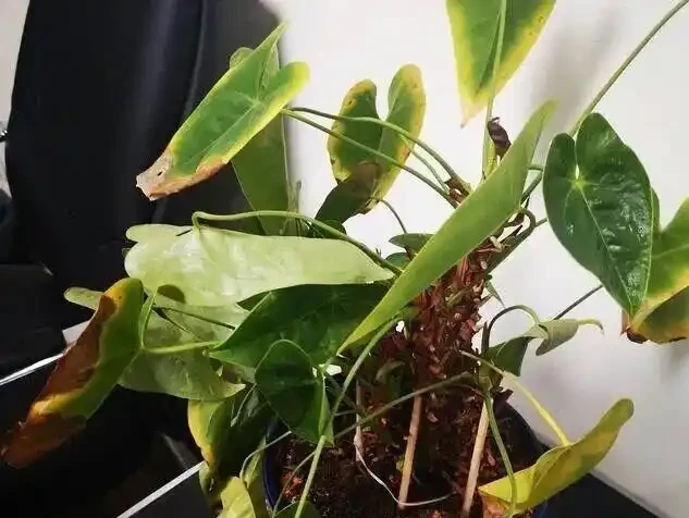火鶴花葉子發黃別扔!花農教我3個救命訣竅,第3招讓花店老闆急眼