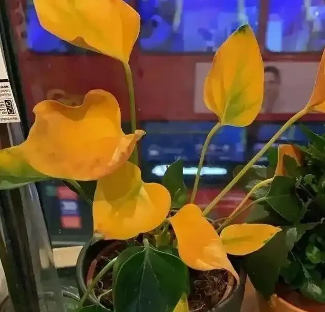 火鶴花葉子發黃別扔!花農教我3個救命訣竅,第3招讓花店老闆急眼