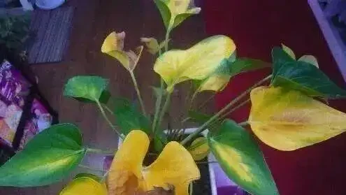 火鶴花葉子發黃別扔!花農教我3個救命訣竅,第3招讓花店老闆急眼