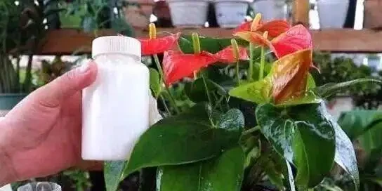 火鶴花葉子發黃別扔!花農教我3個救命訣竅,第3招讓花店老闆急眼