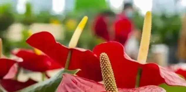 火鶴花葉子發黃別扔!花農教我3個救命訣竅,第3招讓花店老闆急眼
