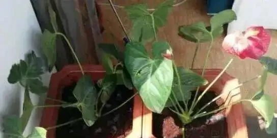 火鶴花葉子發黃別扔!花農教我3個救命訣竅,第3招讓花店老闆急眼