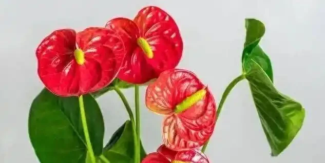 火鶴花葉子發黃別扔!花農教我3個救命訣竅,第3招讓花店老闆急眼