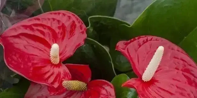 火鶴花葉子發黃別扔!花農教我3個救命訣竅,第3招讓花店老闆急眼
