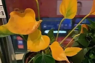 火鶴花葉子發黃別扔！花農教我3個救命訣竅，第3招讓花店老闆急眼
