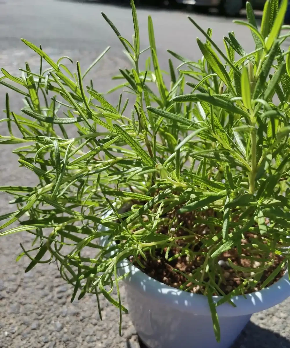 這5種花就是「活香水」,擺在客廳,空氣清新,越聞越健康!