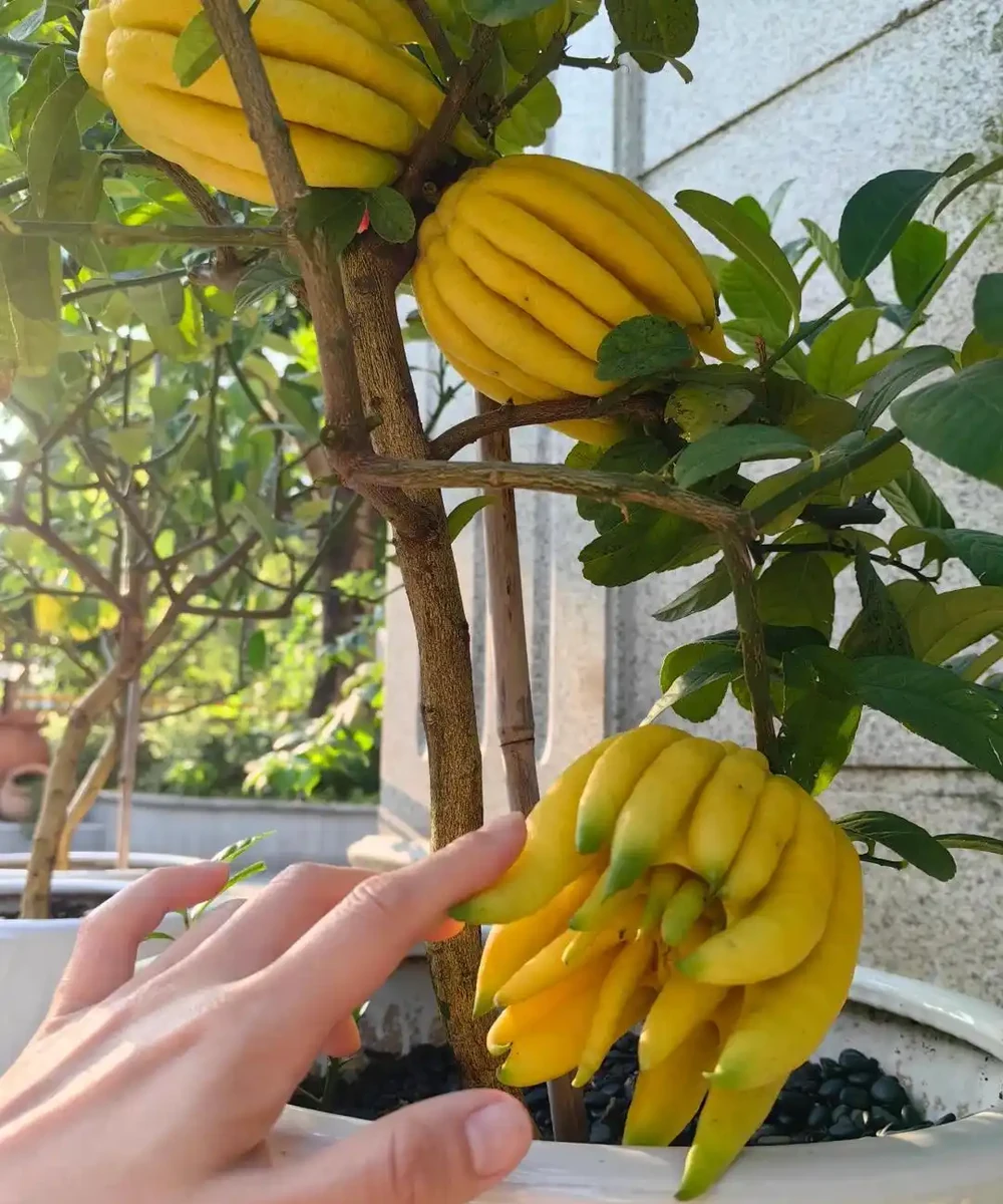 這5種花就是「活香水」,擺在客廳,空氣清新,越聞越健康!